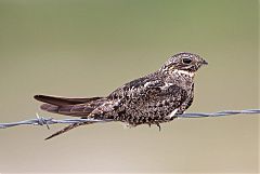 Common Nighthawk