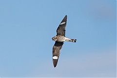 Common Nighthawk