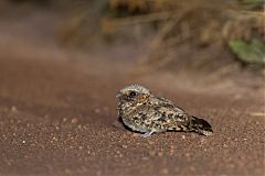 Common Poorwill