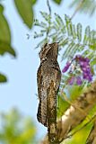 Common Potoo