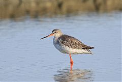 Common Redshank