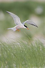 Common Tern