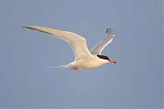 Common Tern