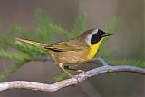 Common Yellowthroatborder=