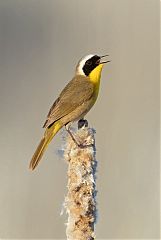 Common Yellowthroat