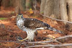 Cooper's Hawk