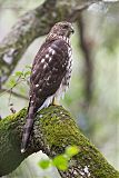 Cooper's Hawk