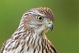 Cooper's Hawk