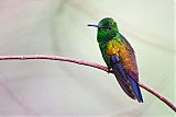 Copper-rumped Hummingbirdborder=