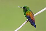 Copper-rumped Hummingbird