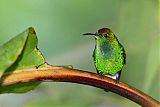 Coppery-headed Emerald