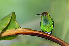 Coppery-headed Emerald