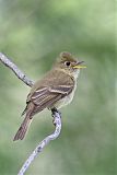 Cordilleran Flycatcher