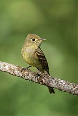 Western Flycatcher