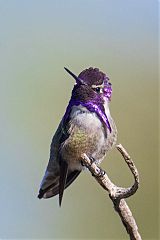 Costa's Hummingbird