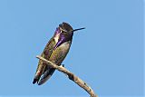 Costa's Hummingbird