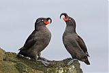 Crested Auklet