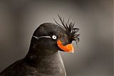 Crested Auklet