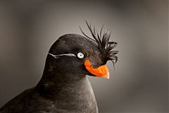 Crested Auklet