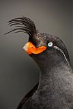 Crested Auklet