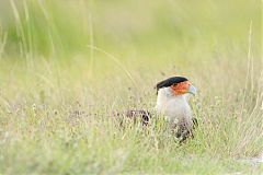 Crested Caracara