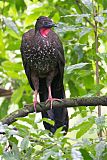 Crested Guan