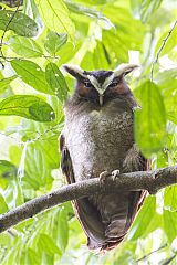 Crested Owl