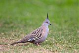 Crested Pigeonborder=