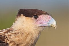 Crested Caracara