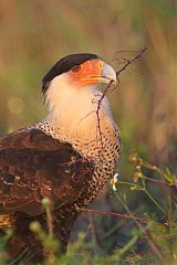 Crested Caracara