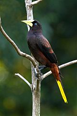 Crested Oropendola