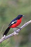 Crimson-breasted Gonolekborder=