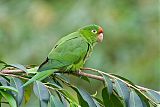 Crimson-fronted Parakeetborder=