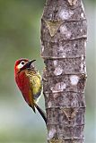 Crimson-mantled Woodpecker