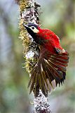 Crimson-mantled Woodpecker