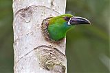 Crimson-rumped Toucanet