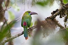 Crimson-rumped Toucanet