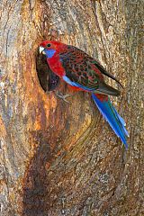 Crimson Rosella