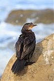 Crowned Cormorant