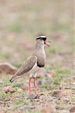 Crowned Lapwing