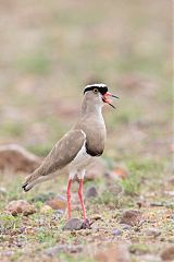 Crowned Lapwing