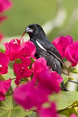 Cuban Bullfinch