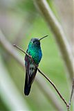 Cuban Emerald