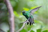 Cuban Emerald