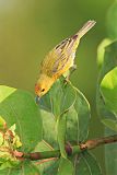 Yellow Warbler