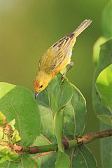 Yellow Warbler