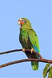 Cuban Parrotborder=