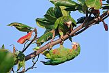 Cuban Parrot