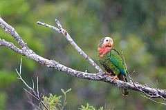 Cuban Parrot