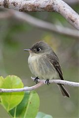 Cuban Pewee